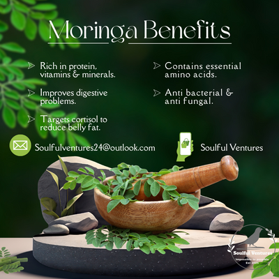 The Powerful Benefits of Moringa – Wellness in Every Leaf